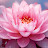@Pink_Lotus_2026