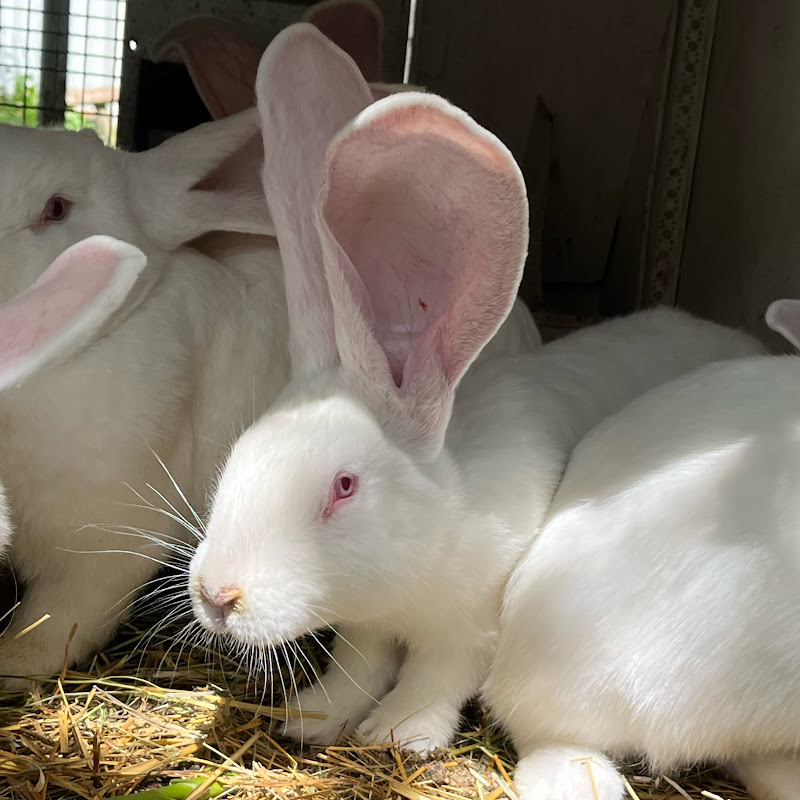 Ризен Кролики Пенза Logo