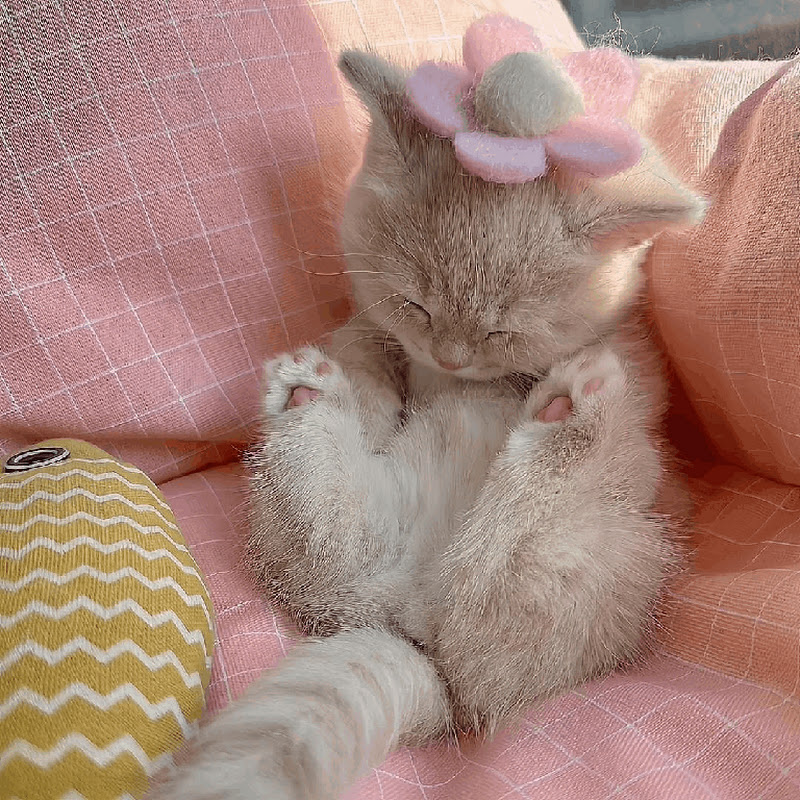 kit
