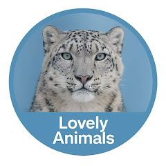 有趣动物分享  Funny Animal Momentsアイコン画像