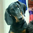 0YIEWJXjWJE-channel-avatar-Pet Xuc Xich