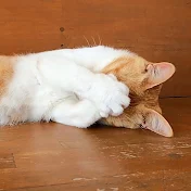 癒しの猫動画