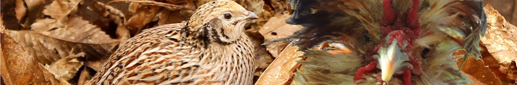 Pavlovafowl - Organic Forest Garden Poultry YouTube channel avatar
