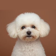 ruru chill popアイコン画像