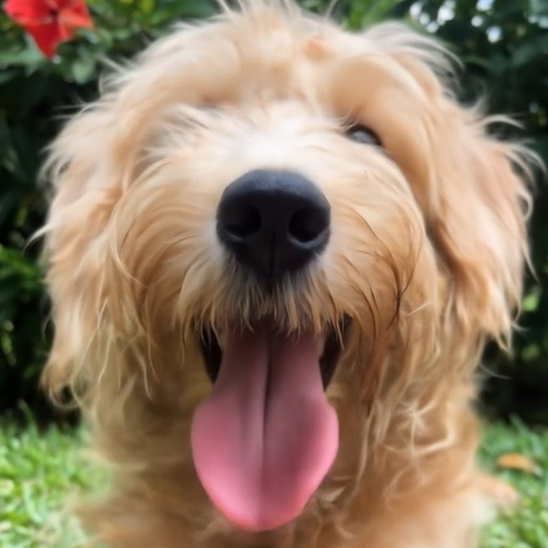 My Schnoodle Doodle YouTube