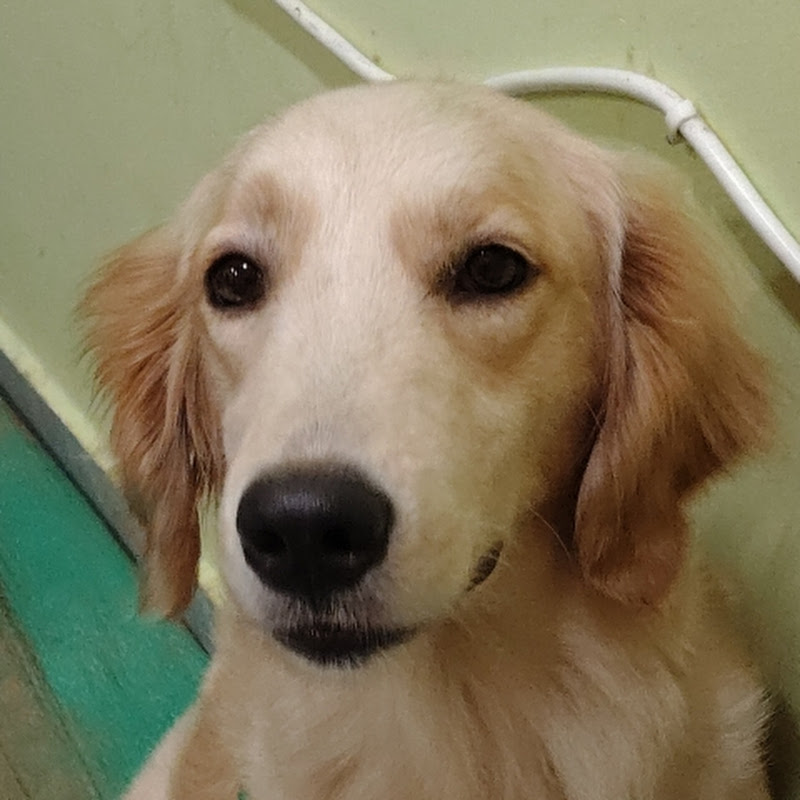 Hire @Najma — Podcasts (Entertainment Focused) YouTube creator for sponsorships