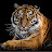 @Tiger-eb2bv