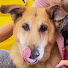 yvaDRKnDP9s-channel-avatar-Cuddles and Grooming Dog