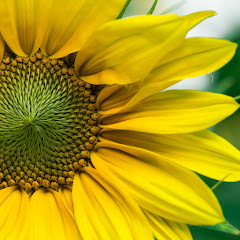 Stil de viata by Madalina