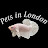 @PetsInLondon Avatar