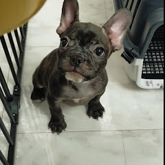 ダンダンダンテ