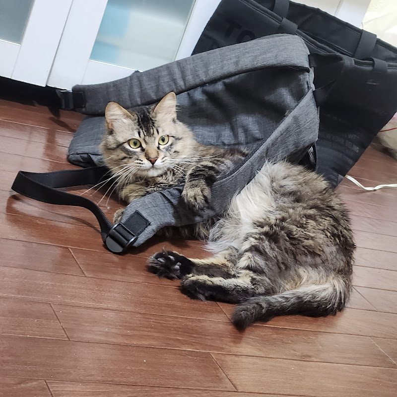 ごろ丸チャンネル