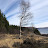 Skógurinn - Forests in Iceland 