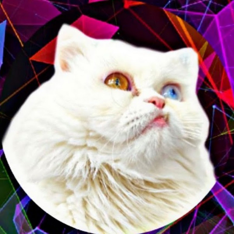 Tala Cats