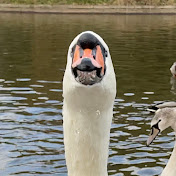 The Swan Family and Friends