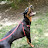 @Dobermanmomma