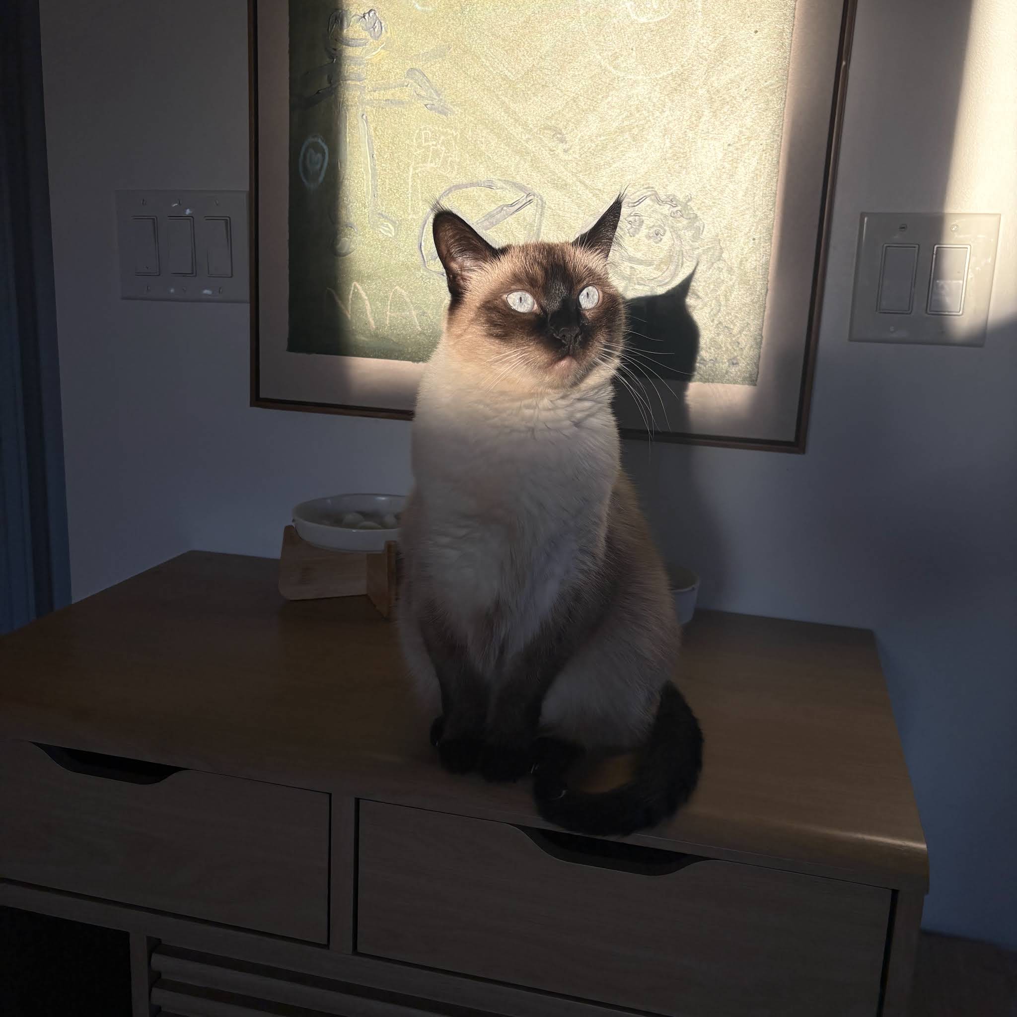 Post from Merv the Cat (...& Chad)