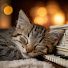 iY4XOaF2Bec-channel-avatar-Calm Cat Music Garden