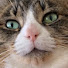 sSqHop3FRUc-channel-avatar-Hess Speedruns