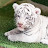 white tiger garden