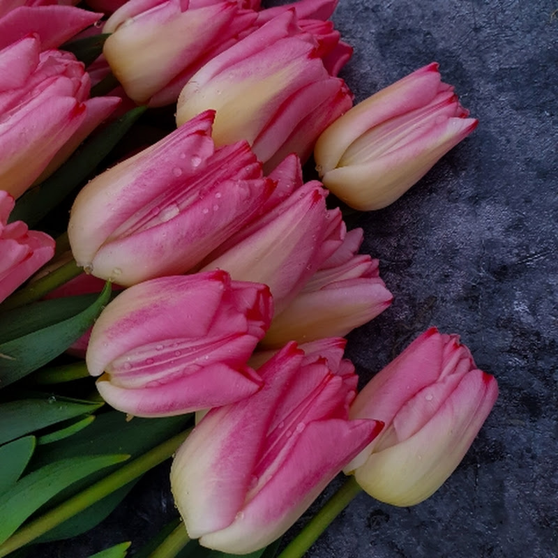 Про тюльпан34 Logo