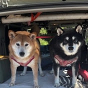約束の時まで柴犬と