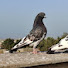 dkHKN8Ottpw-channel-avatar-مروان طيور السلام 