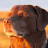 TheLolHounds 2.0