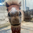 xYY95zmzdlw-channel-avatar-まぁーだー【MEI馬犬youtuber】
