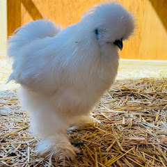 هاوي دجاج الزينة