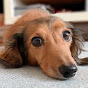 犬の気持ち発信チャンネルのチャンネルアイコン