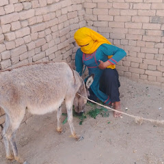 only donkey 