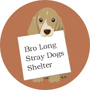 Bro Long Stray Dogs Shelter