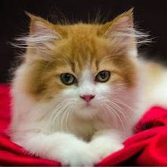 Naughty Meow Stories