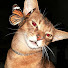 xV7d_lPR6KE-channel-avatar-Mivlin
