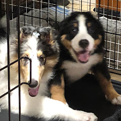 九十九(つくも)とよもぎのWanTUBEアイコン画像