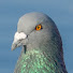 RFVTsO_laNM-channel-avatar-city pigeon