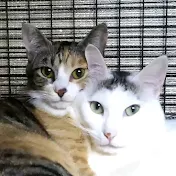 ナショナル ねこグラフィック