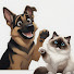Pa0WdoayegM-channel-avatar-Pet Habits