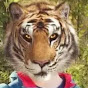 Tier Tiger's avatar.