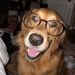 Pawfect World