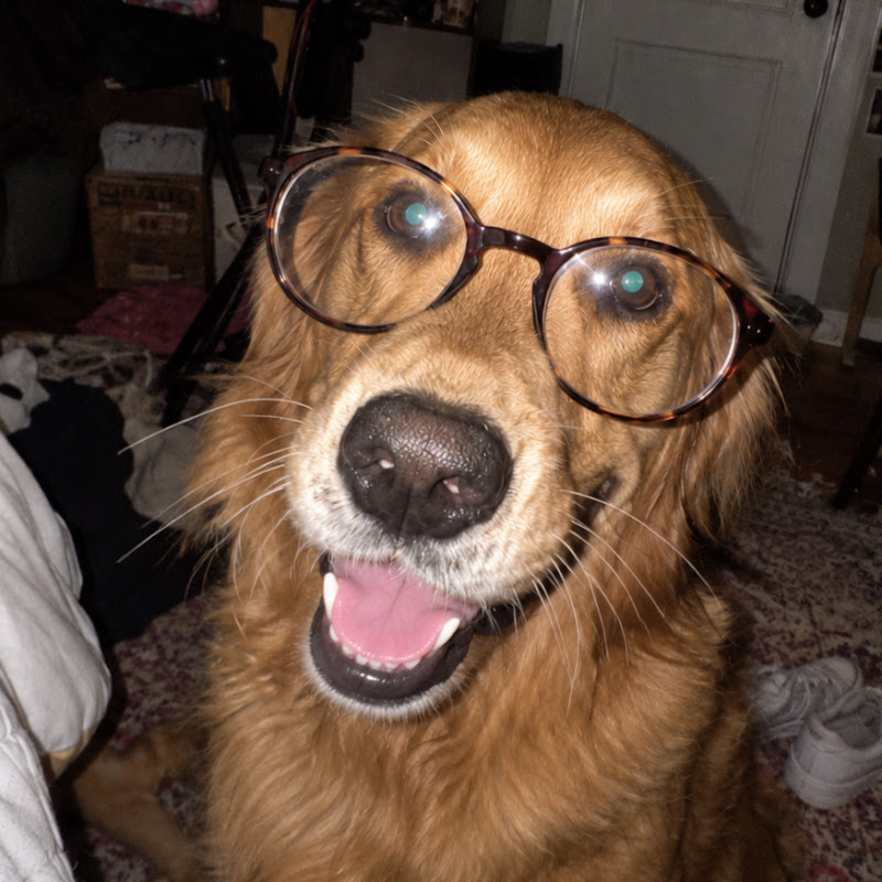 Pawfect World