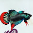 _F2CnWk3ugE-channel-avatar-Franks bettas