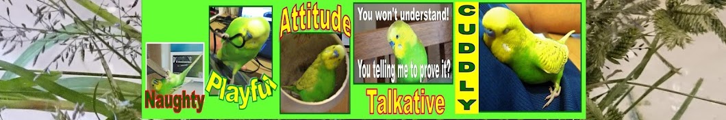 PEDRO the Budgie YouTube channel avatar