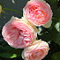 _2UA4Dsgr2s-channel-avatar-Small garden in Tokyo