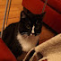 sp7_hnGaKr4-channel-avatar-{} {Kitty_yana} {}