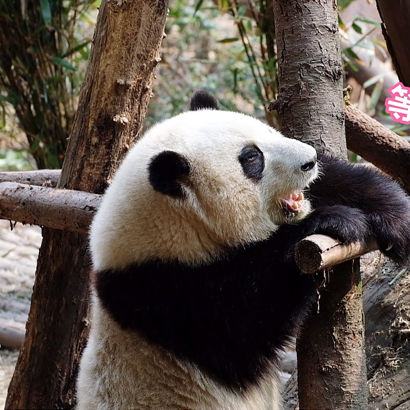 胖达日记 Hi Panda Logo