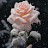 @hajarwalid315