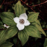 1wN96EcJNCg-channel-avatar-TeamCloverLeaf