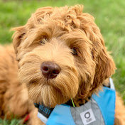 Best Life Labradoodles: Puppies and Trained Dogs